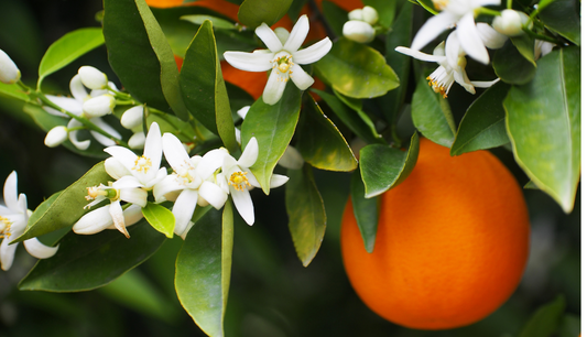 Full Line of Flower Essences